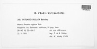 Ustilago bullata image